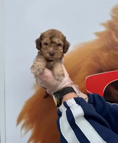 Nadir Bulununan Cikolata Renkli Gozlu Maltipoo Yavrularımız
