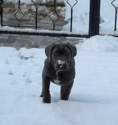 Cane Corso Tum Asililari Tam Olup Anne Ve Babasi Bizdedir