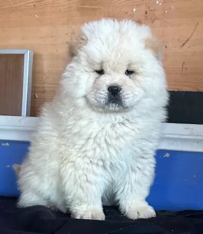 Ayı Surat Chow Chow Yavruları