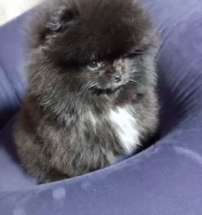 Ust Kalite Mikro Boy Teddy Bear Pomeranian Boo