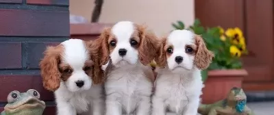 Muhteşem Maskeli Cavalier King Charles Yavruları