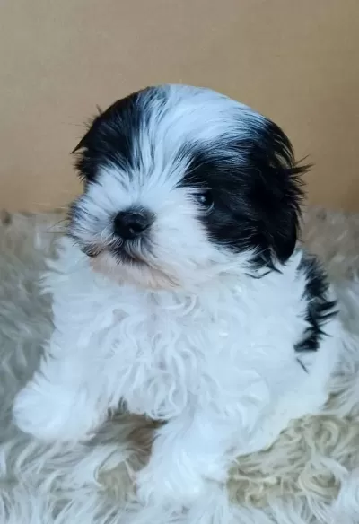 Disi Teacup Maltipoo Yavrumuz