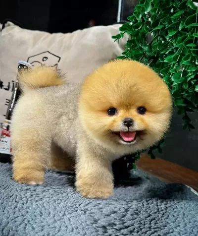 Ruhsatlı Ciftlikten Gerçek Pomeranian