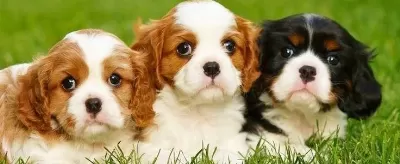 Safkan Cavalier King Charles Yavruları