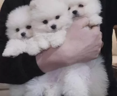 24 Aralık Dogumlu Kar Beyazı Pomeranian Boo
