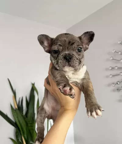 Safkan French Bulldog Yavruları Istanbul Buyukcekmece