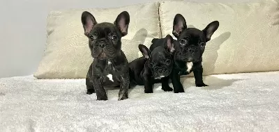 Siyahın En Saf Tonu A Kalite French Bulldog Yavruları