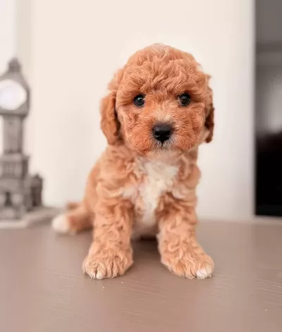 Kahve Tonlu Safkan Maltipoo Yavruları