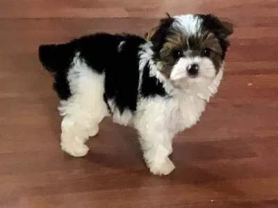 Safkan Shih Tzu Yavruları Secere Garantili Numara