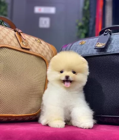 Pelus Surat Pomeranian Boo Yavruları