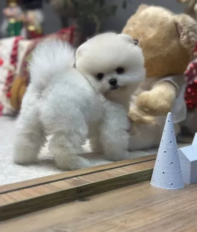 Seceresi Mevcut Beyaz Pomeranian Boo Yavrusu