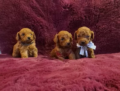Ev Ortamı Dogumlu Koyu Renk Teacup Poodle Yavruları