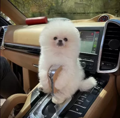 Secereli Teacup Pomeranian Kızımız Dante