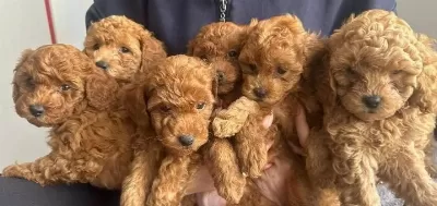 A Kalite Poodle Yavrularımız
