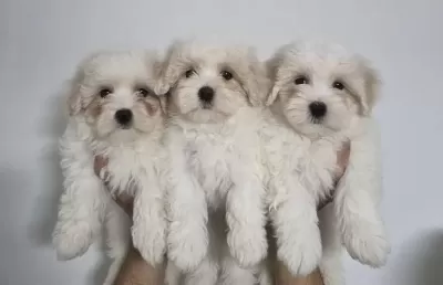 A Plus Kalite Kore Maltese Yavrusu
