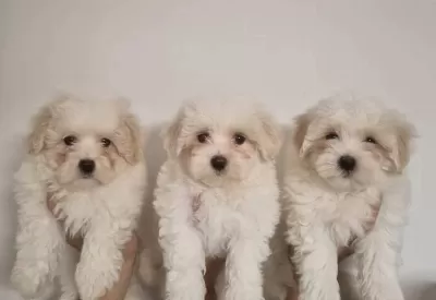 Safkan Maltese Terrier Yavruları A Kalite Orijinal