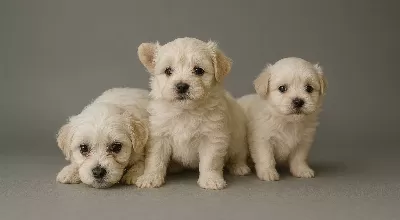 Tuvalet Eğitimli Bembeyaz Maltese Terrier Yavruları