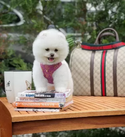 Teddy Bear Pomeranian Boo