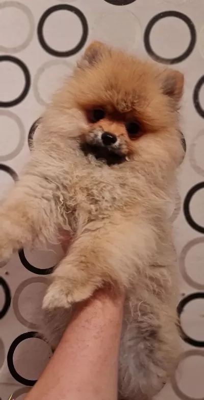 Secereli Disi Tedybear Pomeranian Yavrularımız