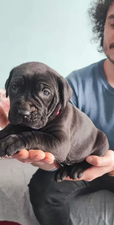 Koca Kafalı Safkan Odullu Cane Corso Blue