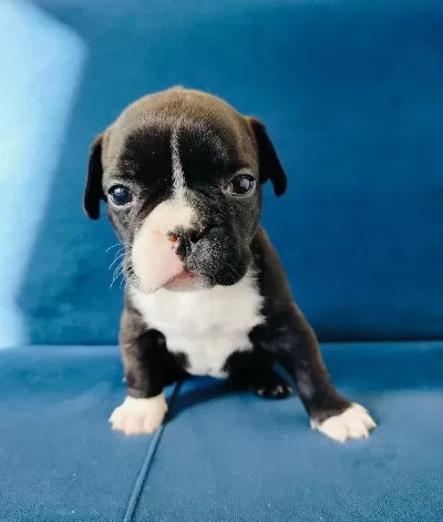 Korsan Maskeli Karakterli Fransız Bulldog Yavrusu