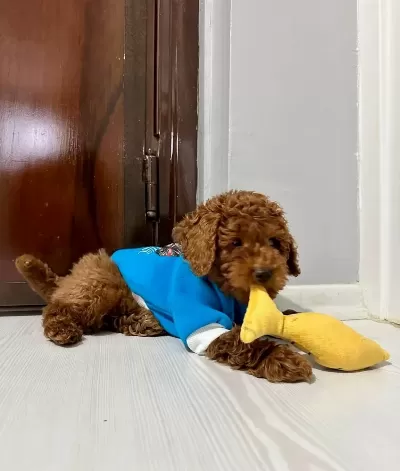 4 Aylık Erkek Toy Poddle Insan Canlısı Yavru