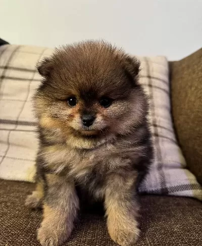 Cift Katmanlı Heavy Sable Kürk Yapılı