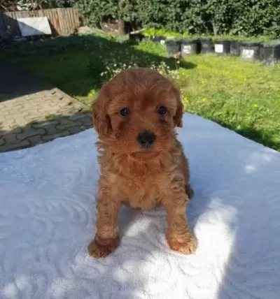 Toy Poddle Saglik Garantili