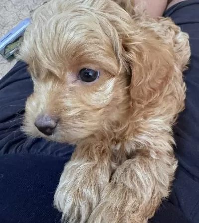 Tuvalet Egitimine Baslamıs Toypoodle
