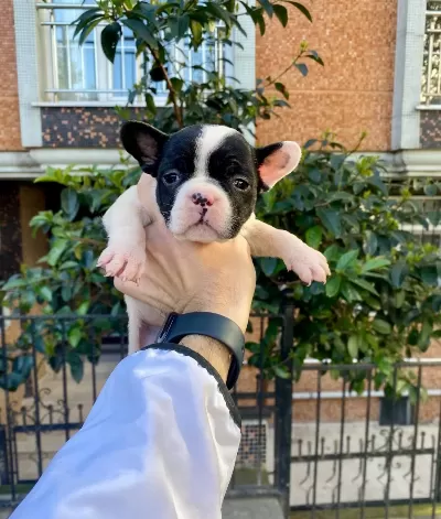 Maskeli Cok Sevimli Ve Sirin French Bulldog Yavrularımız