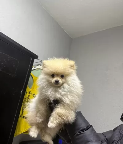Ayı Surat Pomeranian Boo Sosyal Ortamların Yeni Yıldızı