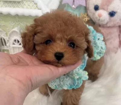 Safkan Toy Poodle Bebeklerimiz