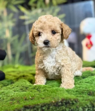 Sevimli Maltipoo Yavrumuz
