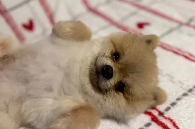 Karizmatik Gozluklu Teacup Pomeranian Boo