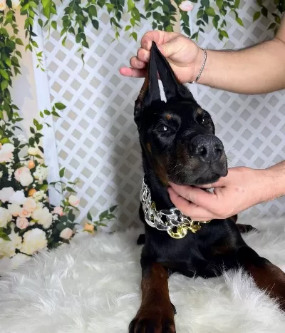 Operasyonlu Siyah Ve Kızıl Doberman