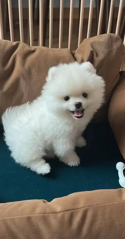 Pomerian Boo Umraniye
