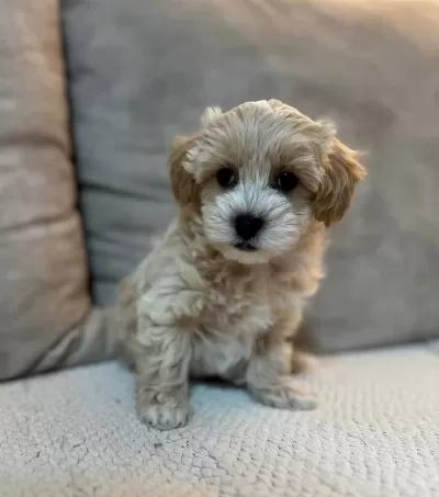 Kore Yüz Yapılı Maltipoo Yavruları