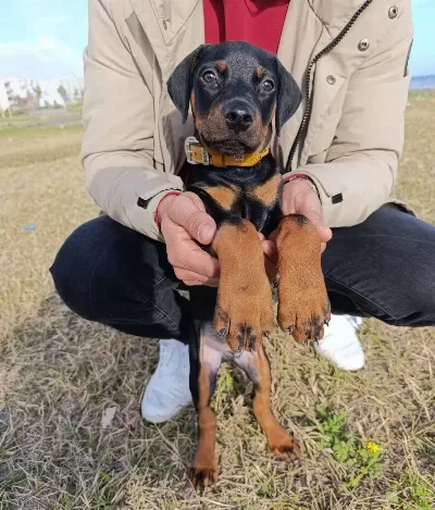 Komut Bilen Tuvalet Egitimi Baslamıs Doberman Yavrusu