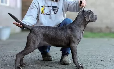 Secereli Full Asılı Cane Corso Yavrular