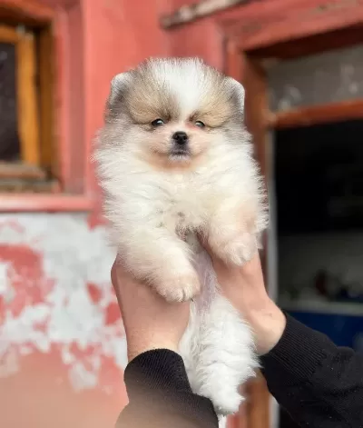 Pomerain Boo Yavruları Kredi Kartı Gecerlidir