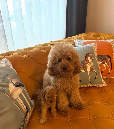 Toy Poodle Yavrularım