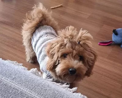 10 Aylık Pasaportlu Egitimi Tam Oyuncu Maltipoo