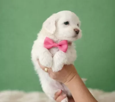 Ankara Cankaya Satılık Beyaz Maltese Terrier Yavruları