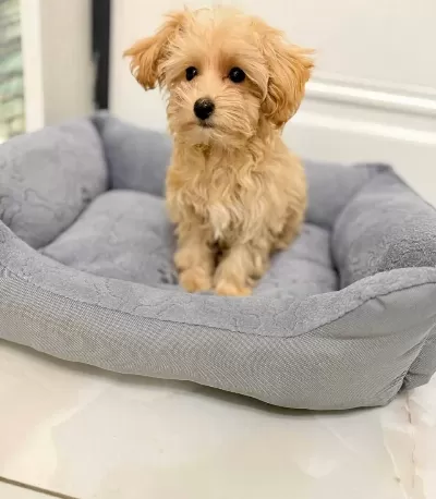 Akıllı Ve tüy Dokmeyen Gerçek Maltipoo Yavruları