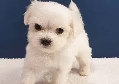Kar Beyaz Ipeksi Tuylu Maltipoo Yavrusu