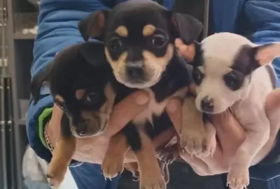 Ankara Kecioren Satılık Muhteşem Minyatür Pinscher