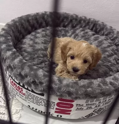 Ev Yasamına Uyumlu Yavru Maltipoo