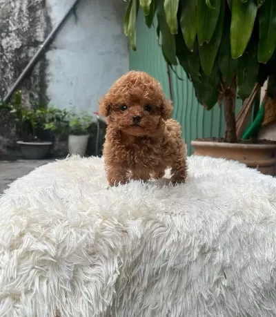 Kore Kan Toy Poodle Yavrularımız