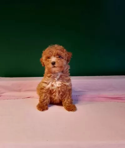 Uretim Ciftliginden Irk Ve Sağlık Garantili Toy Poodle