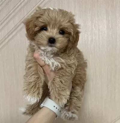 Kahve Tonlu Maltipoo Yavruları Ile Neseli Bir Baslangıc